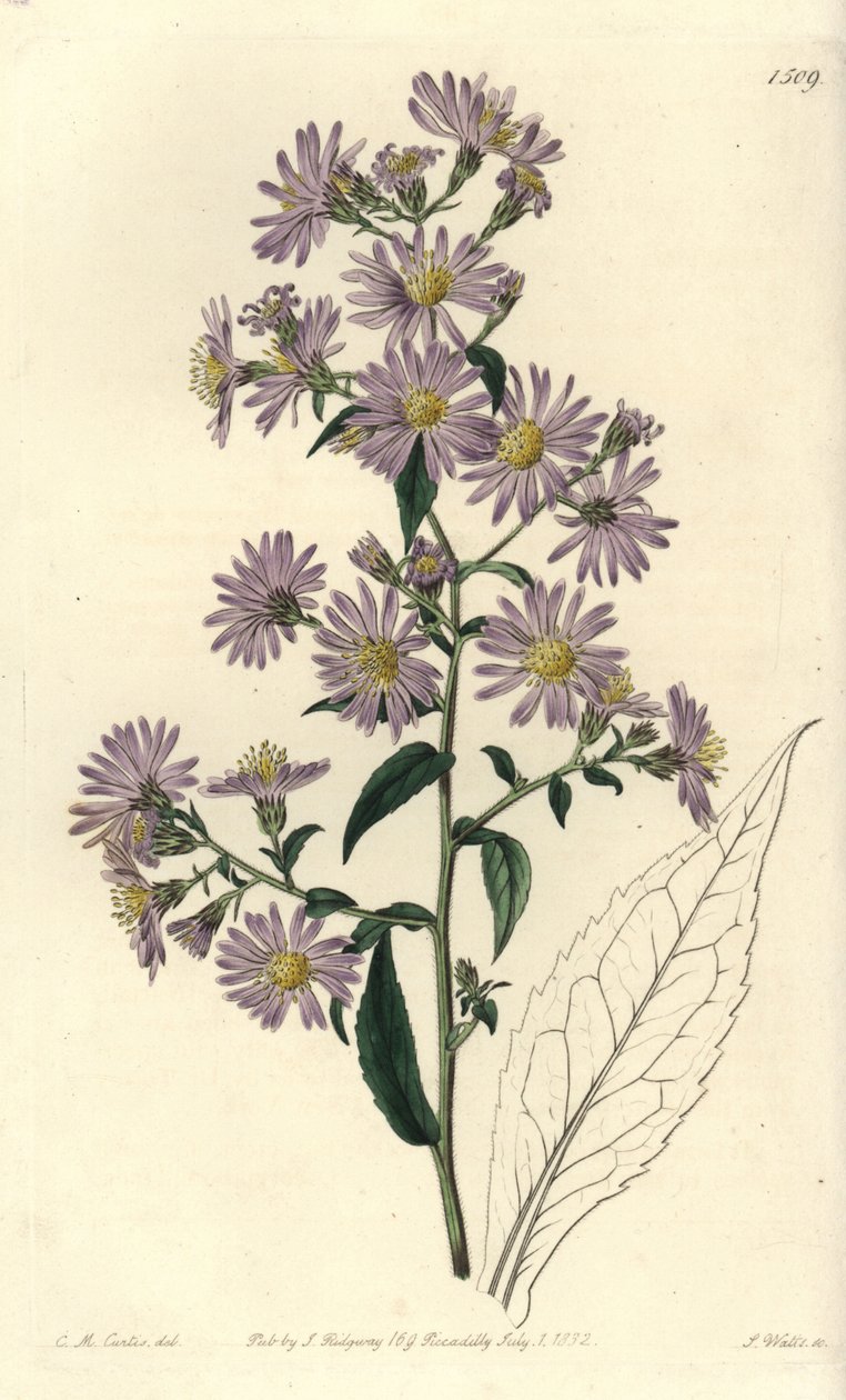 Aster variete - Panicled aster, Symphyotrichum lanceolatum (Pallid aster, Aster pallens) 。S. Watts根据Charles M Curtis的插图进行的手绘铜版画，出自伦敦Ridgeway的Sydenham Edwards的植物志。 作者 西德纳姆·泰斯特·爱德华兹