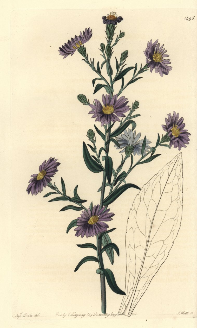 Aster variete - Smooth aster, Symphyotrichum laeve（Glaucous aster, Aster cyaneus）。S. Watts根据Sydenham Edwards的《植物志》中Sarah Drake小姐的插图进行的手绘铜版画，Ridgeway，伦敦 作者 西德纳姆·泰斯特·爱德华兹