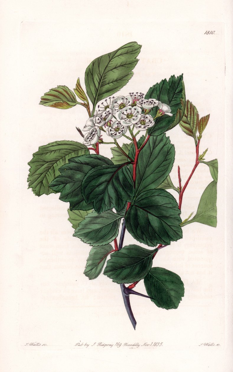 Aubepine或白刺，原产于北美洲--由S.Watts雕刻，出自Sarah Anne Drake（1803-1857）的插图，出自英国Sydenham Edwards（1768-1819）的植物学登记册。 作者 西德纳姆·泰斯特·爱德华兹