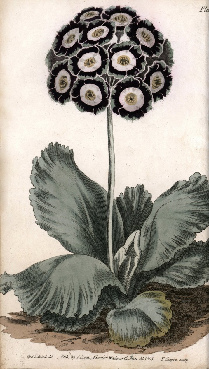耳朵或熊耳。彩色铜版画，由Sydenham Edwards（1768-1819）为兰贝斯植物园（英国）的植物学会议提供的插图。 作者 西德纳姆·泰斯特·爱德华兹