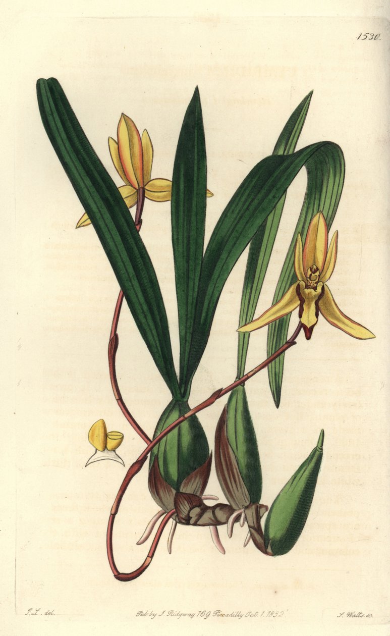 澳大利亚的附生兰花品种--Brasiliorchis marginata兰花（红边兰花，Cymbidium marginatum）。S. Watts根据John Lindley的插图进行的手绘铜版画，出自Sydenham Edwards的《植物学年鉴》，Ridgewa。 作者 西德纳姆·泰斯特·爱德华兹
