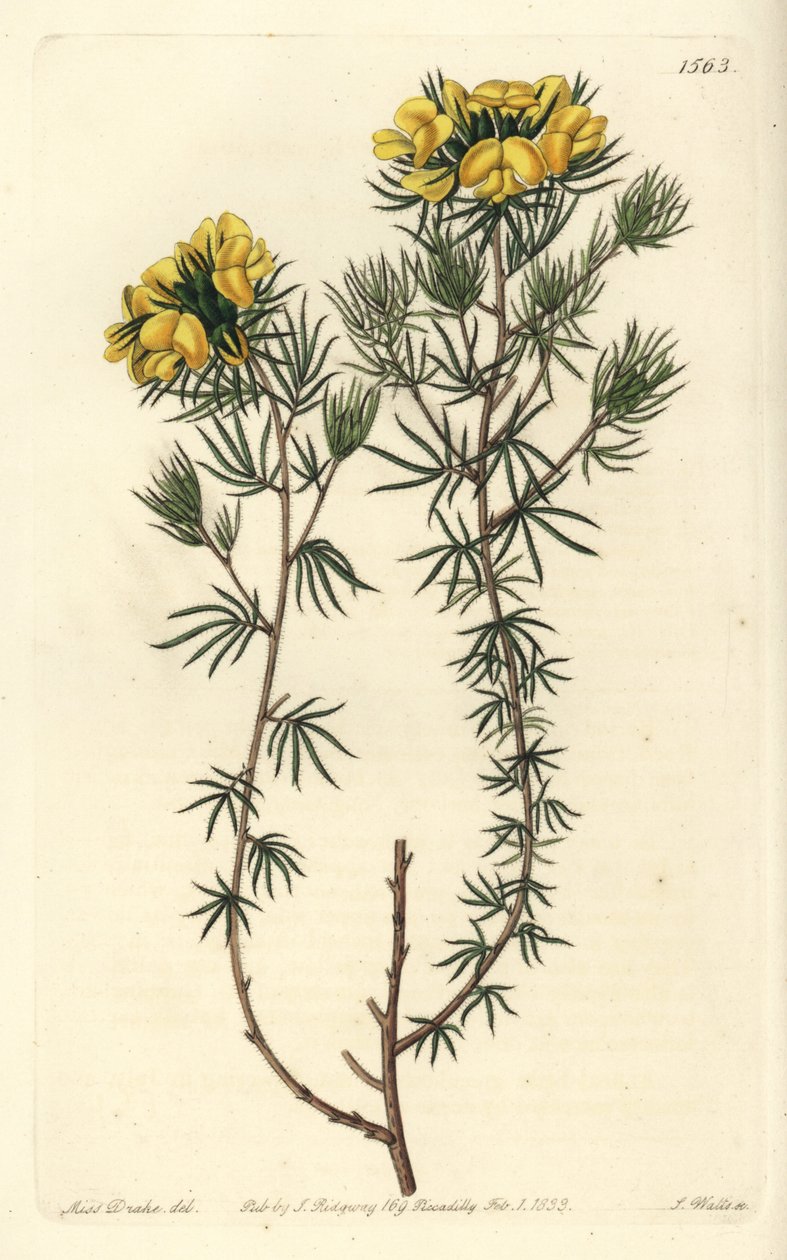 澳大利亚绒毛虫变种--绒毛虫, Gompholobium capitatum。S. Watts根据Sydenham Edwards的《植物志》中Sarah Drake小姐的插图进行的手绘铜版画，Ridgeway，伦敦 作者 西德纳姆·泰斯特·爱德华兹