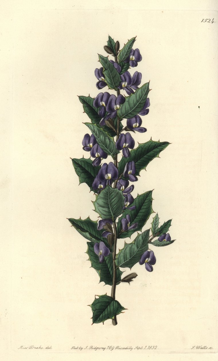 澳大利亚灌木变种 - Hovea chorizemifolia（Chorozemma-leaved hovea，Hovea chorozemaefolia）。S. Watts根据Sydenham Edwards的《植物志》中Sarah Drake小姐的插图进行的手绘铜版画，Ridgeway，伦敦 作者 西德纳姆·泰斯特·爱德华兹