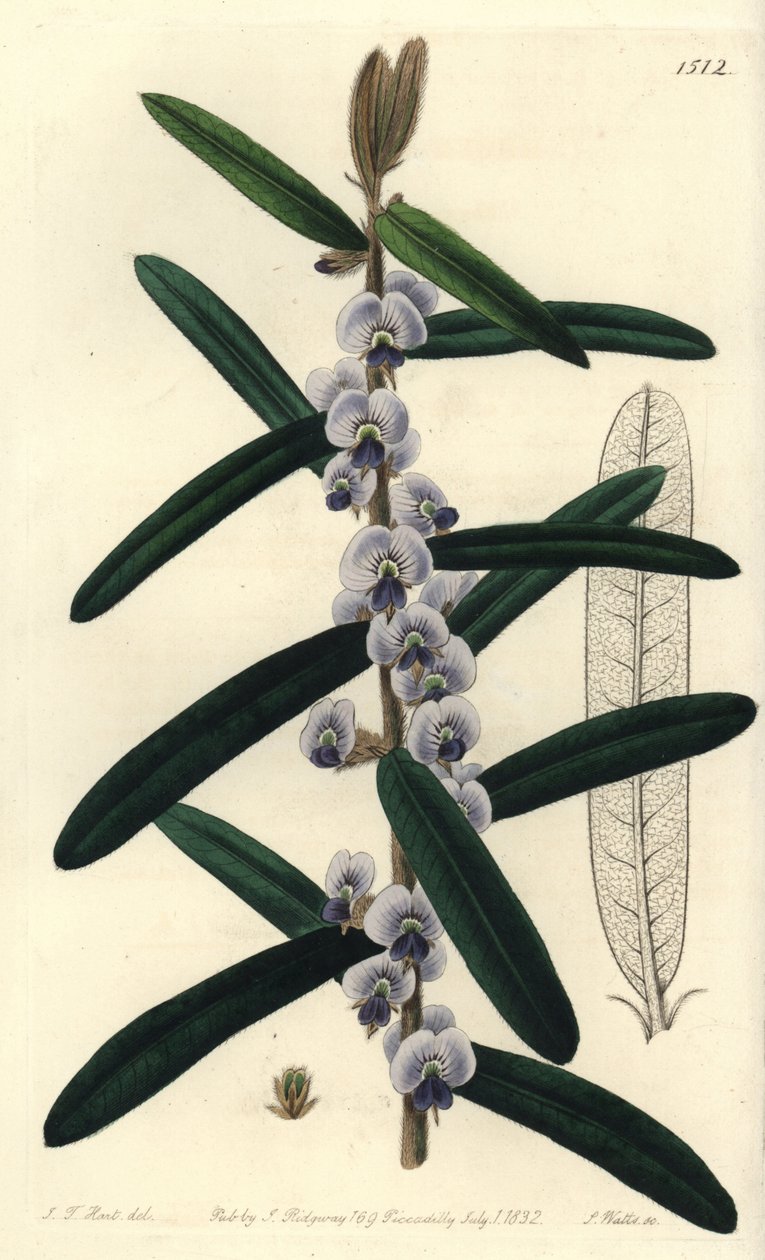 澳大利亚霍瓦灌木品种--毛茸茸的霍瓦，Hovea villosa。S. Watts根据J.T. Hart的插图进行的手绘铜版画，出自伦敦Ridgeway的Sydenham Edwards的植物志。 作者 西德纳姆·泰斯特·爱德华兹