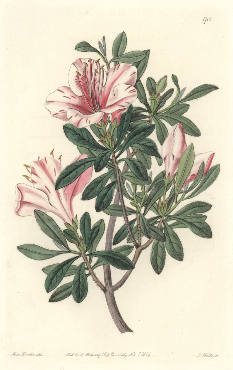 Azalee of Florists - S. Watts Strong Water 来自植物名录的 Sarah Anne Drake (1803-1857) 插图 作者 西德纳姆·泰斯特·爱德华兹