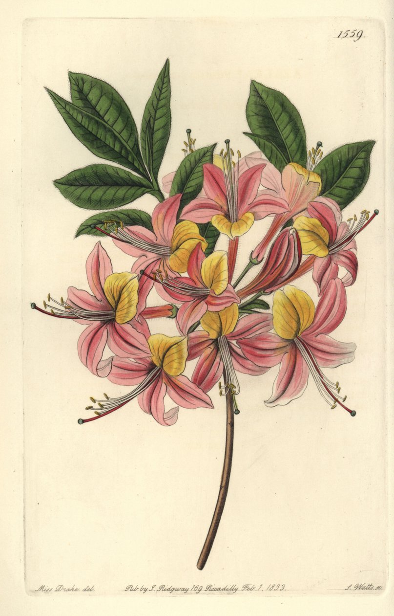 Azalee pontic yellow - 黄色杜鹃花，Rhododendron luteum（可改变的Pontic杜鹃花，Azalea pontica versicolor）。S. Watts根据Sydenham Edwards《植物志》中Sarah Drake小姐的插图进行的手绘铜版画，Ridgeway，L 作者 西德纳姆·泰斯特·爱德华兹