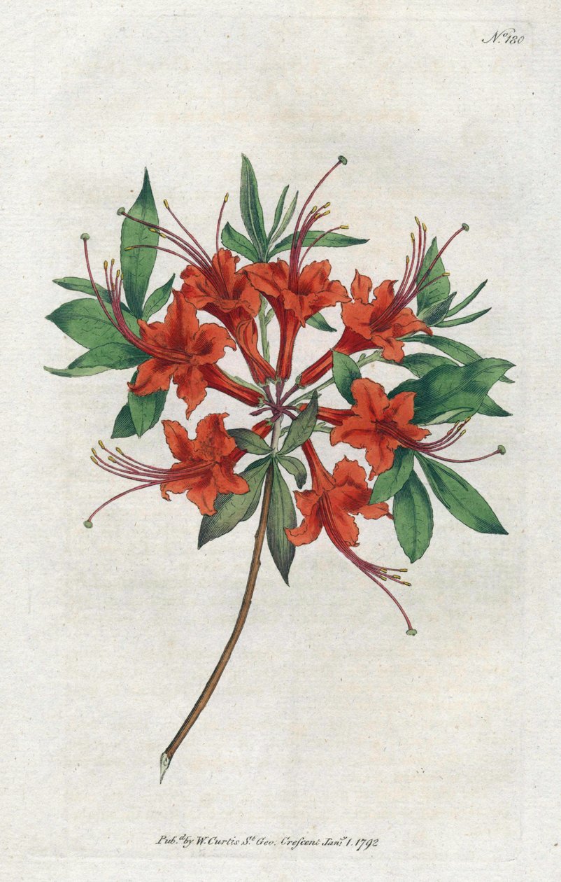 裸花杜鹃花 (Rhododendron periclymenoides) - Sydenham Edwards (1768-1819) 的平版印刷术，William Curtis (1746-1799) 植物学杂志的版画 作者 西德纳姆·泰斯特·爱德华兹
