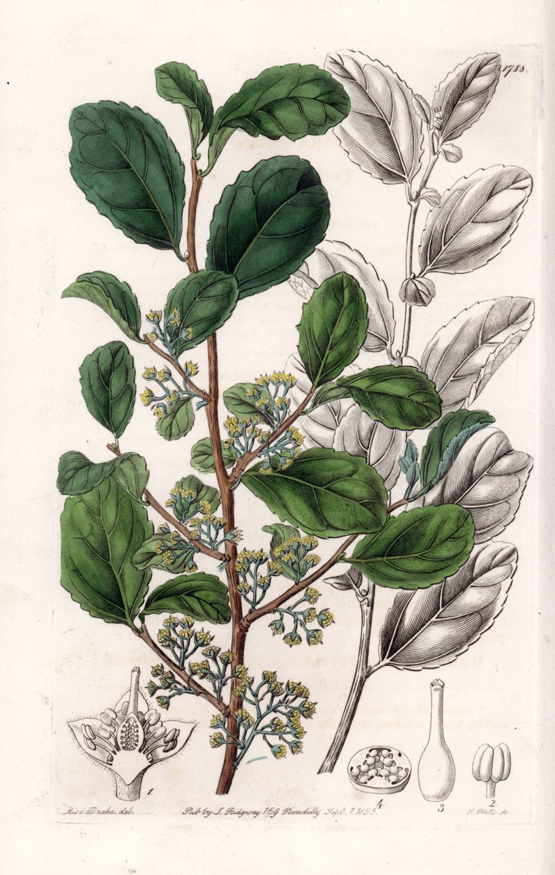 Azara Variete - S.Watts雕刻的图版，来自Sarah Anne Drake（1803-1857）的插图，出自英国Sydenham Edwards（1768-1819）的植物学登记册。 作者 西德纳姆·泰斯特·爱德华兹