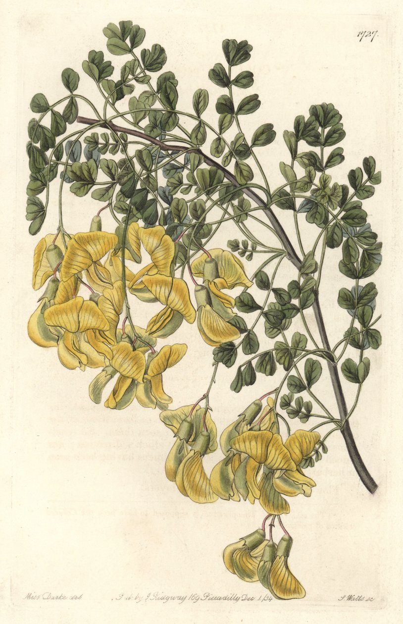 Baguenaudier du尼泊尔 - S. Watts 的 Water forte，来自植物学名录中 Sarah Anne Drake (1803-1857) 的插图 作者 西德纳姆·泰斯特·爱德华兹