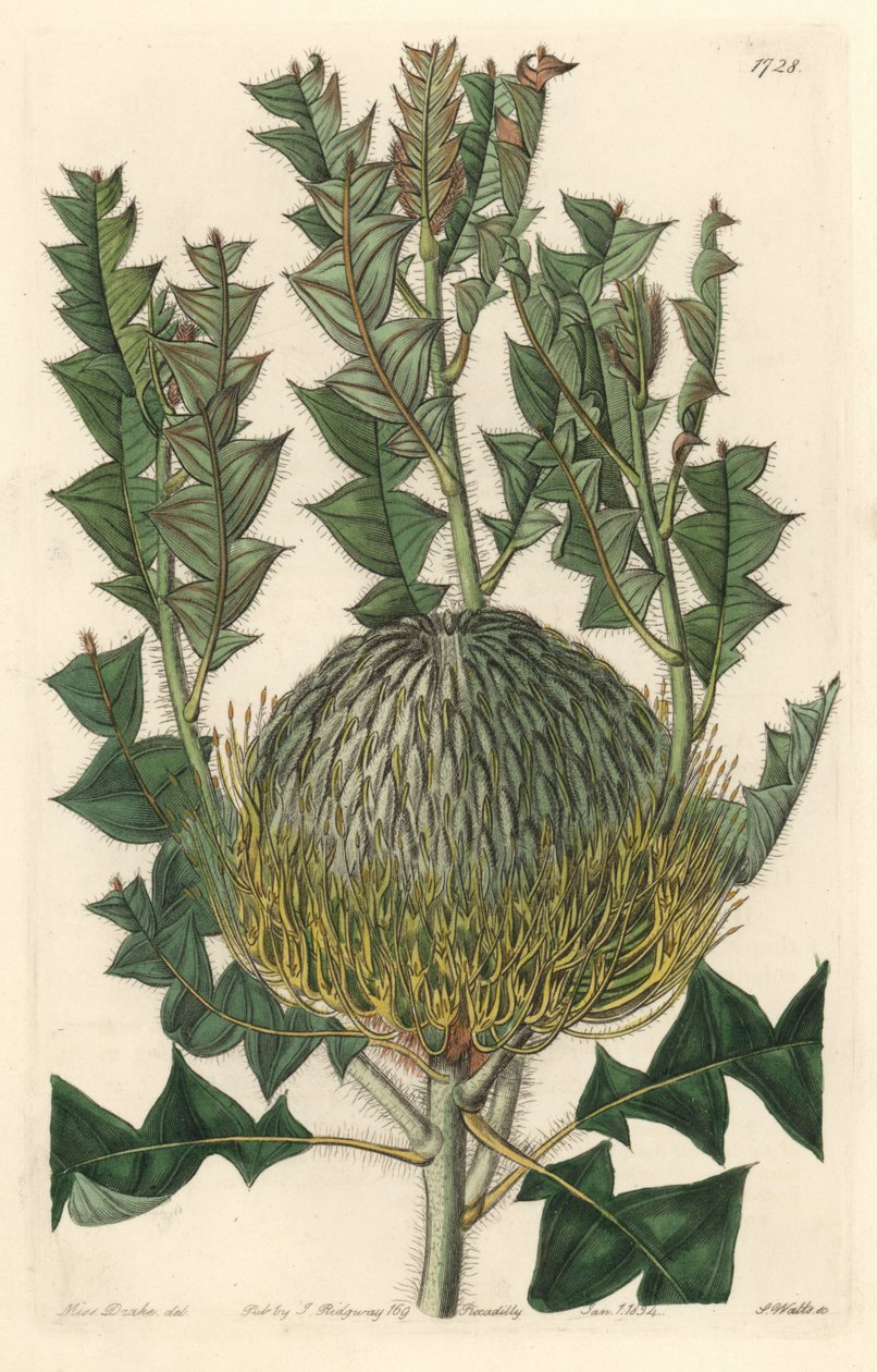 Banksia speciosa，原产于澳大利亚--S. Watts strong water，来自Sarah Anne Drake（1803-1857）的插图，出自《植物志》。 作者 西德纳姆·泰斯特·爱德华兹