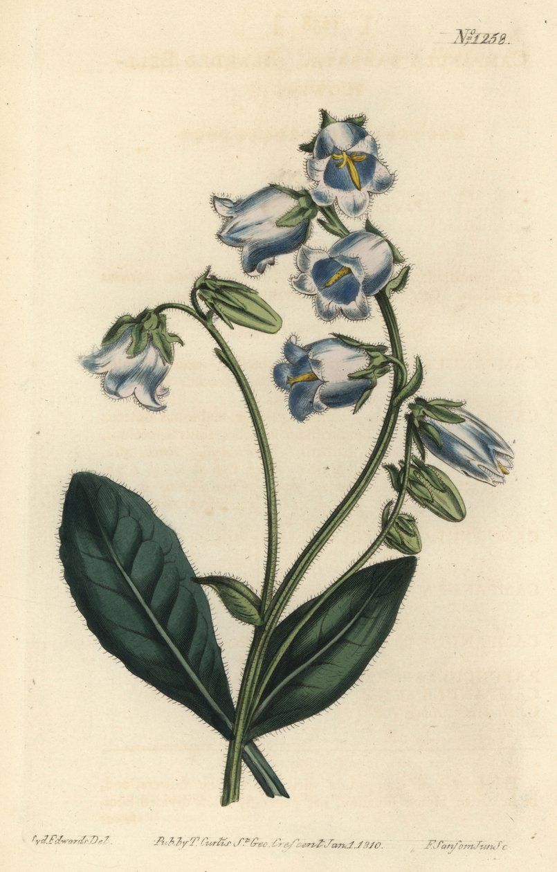 Barbue - Bearded bellflower, Campanula barbata - F. Sansom Jr.根据Sydenham Edwards的插图进行的手绘铜版画，出自William Curtis的植物学杂志，T. Curtis，伦敦 作者 西德纳姆·泰斯特·爱德华兹
