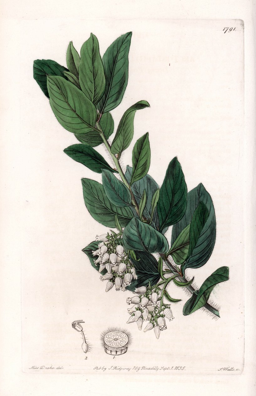 熊葡萄，原产于加利福尼亚--由S.Watts雕刻，出自Sarah Anne Drake（1803-1857）的插图，出自英国Sydenham Edwards（1768-1819）的植物学登记册。 作者 西德纳姆·泰斯特·爱德华兹
