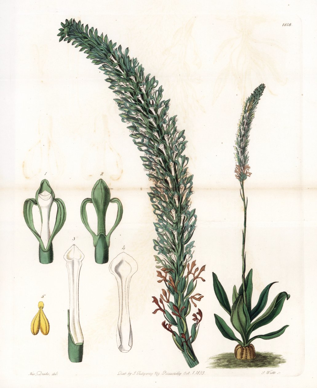 Belle sauroglossum - S.Watts雕刻的图版，来自Sarah Anne Drake（1803-1857）的插图，出自英国Sydenham Edwards（1768-1819）的植物学记录。 作者 西德纳姆·泰斯特·爱德华兹