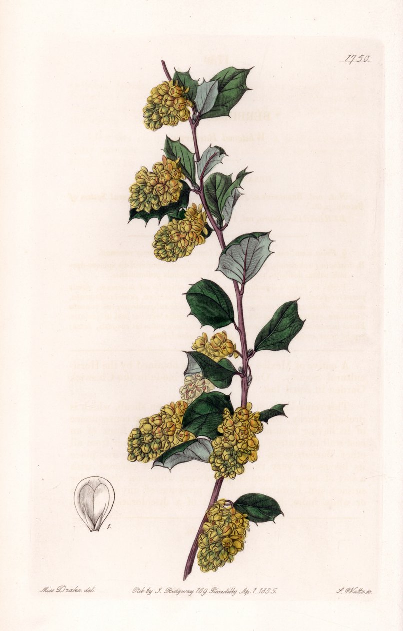 小檗--S.Watts雕刻的图版，出自莎拉-安妮-德雷克（1803-1857）的插图，出自英国西登纳姆-爱德华兹（1768-1819）的《植物志》。 作者 西德纳姆·泰斯特·爱德华兹