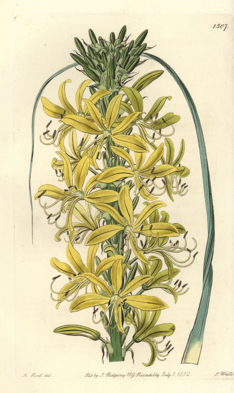Berry Asphodele - Asphodeline lutea (Siberian yellow asphodel, Asphodelus luteus var. sibiricus) 。S. Watts根据M. Hart的插图进行的手绘铜版画，出自Sydenham Edwards的《植物志》，伦敦Ridgeway。 作者 西德纳姆·泰斯特·爱德华兹