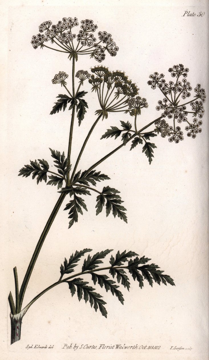 大铁杉。彩色铜版画，由Sydenham Edwards（1768-1819）为兰贝斯植物园（英国）植物学会议绘制的插图。 作者 西德纳姆·泰斯特·爱德华兹
