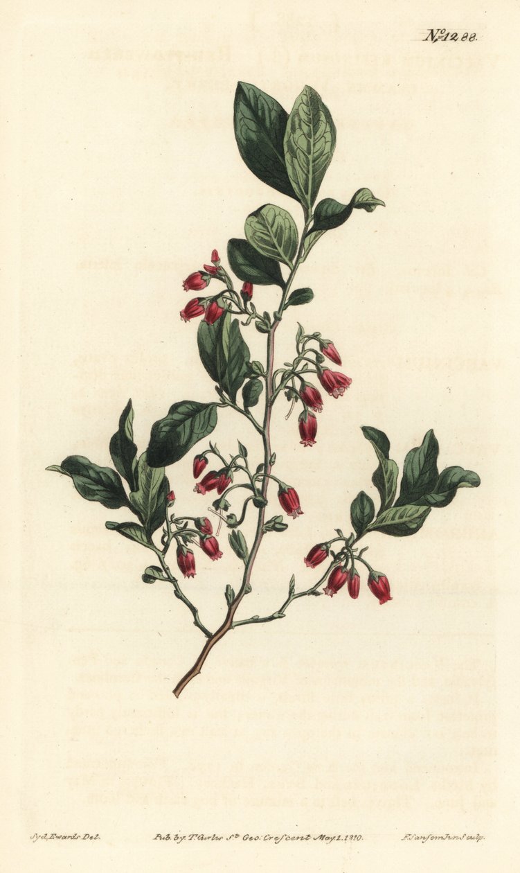 Black huckleberry, Gaylussacia baccata (Red-flowered clammy whortle-berry, Vaccinium resinosum) - F. Sansom Jr.根据Sydenham Edwards的插图进行的手绘铜版画，出自William Curtis的植物学杂志，T. Curtis, 伦敦 作者 西德纳姆·泰斯特·爱德华兹