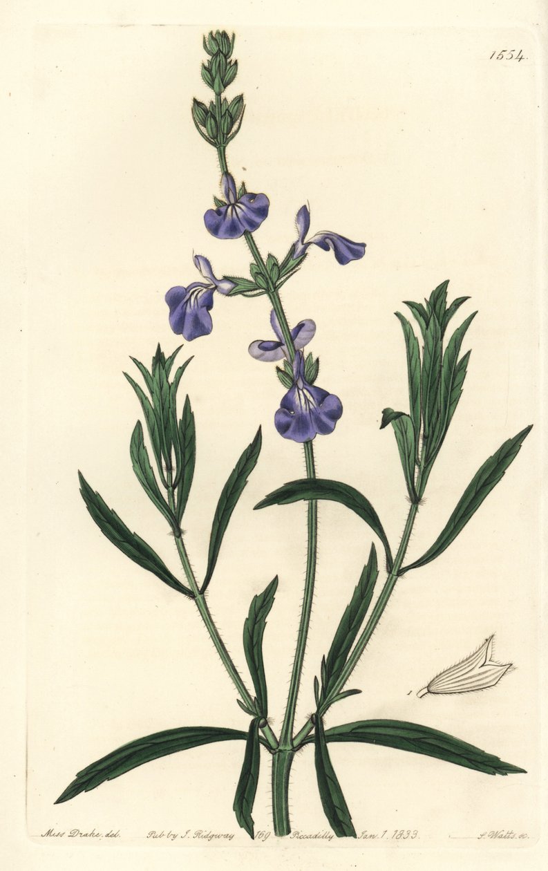 蓝鼠尾草--草原鼠尾草，Salvia azurea（狭叶鼠尾草，Salvia angustifolia）。S. Watts根据莎拉-德雷克小姐的插图进行的手绘铜版画，出自伦敦Ridgeway的Sydenham Edwards《植物志》。 作者 西德纳姆·泰斯特·爱德华兹