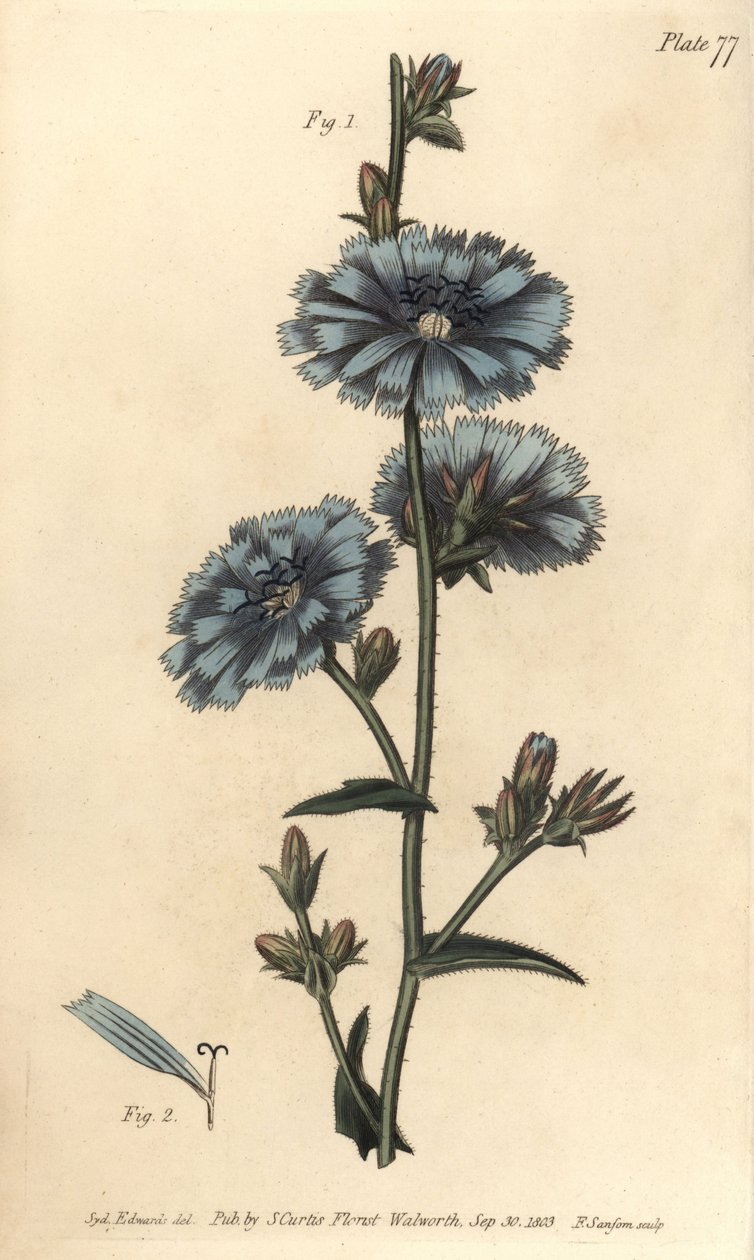 蓝色菊苣或普通菊苣，Cichorium intybus, Polygamia aequalis。F. Sansom的手绘铜版画，是Sydenham Edwards为William Curtis在兰贝斯植物园的植物学讲座所做的植物学插图。 作者 西德纳姆·泰斯特·爱德华兹