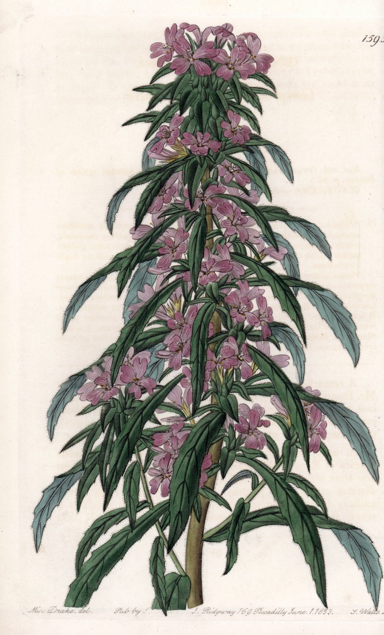 Boisduvalia variete，密花上衣--S.Watts的刻板，来自Sarah Anne Drake（1803-1857）的插图，出自英国Sydenham Edwards（1768-1819）的植物学登记册。 作者 西德纳姆·泰斯特·爱德华兹