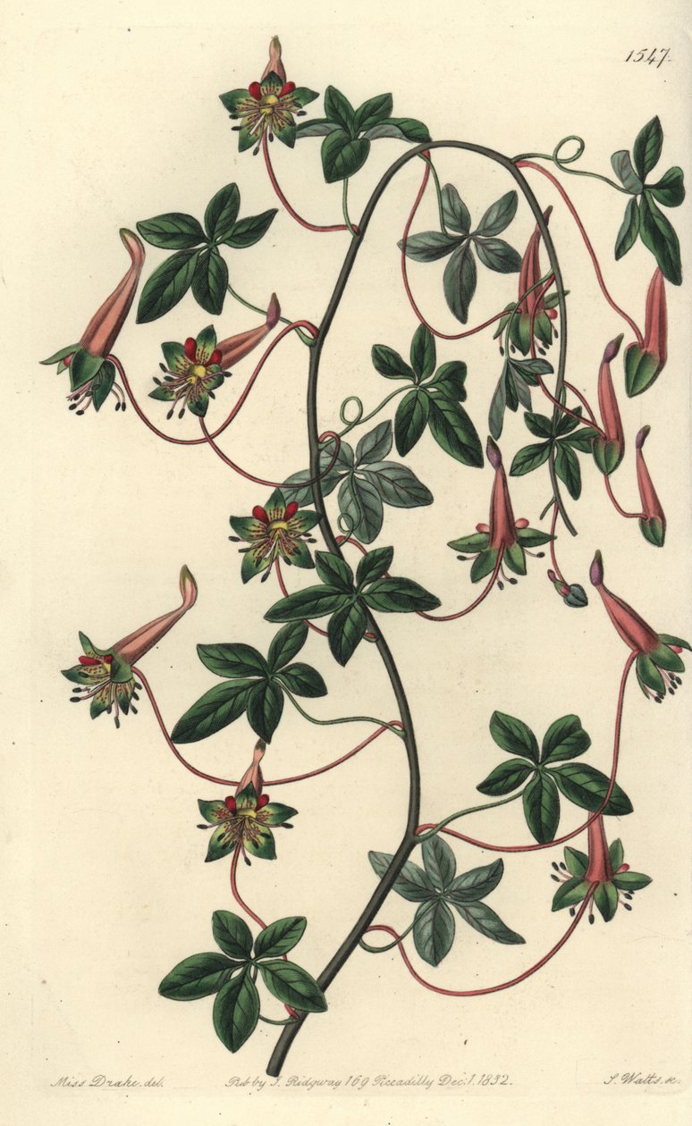 玻利维亚的Capuchin - 五叶草，Tropaeoleum pentaphyllum。S. Watts根据Sydenham Edwards的《植物志》中Sarah Drake小姐的插图进行的手绘铜版画，Ridgeway，伦敦 作者 西德纳姆·泰斯特·爱德华兹