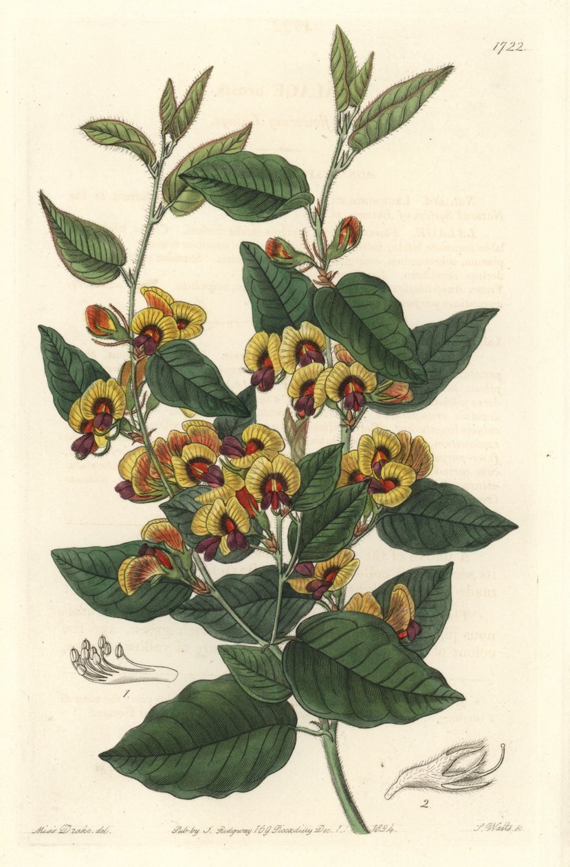 Bossiaea a grade flowers, Australian originanire - S. Watts strong water from an illustration by Sarah Anne Drake (1803-1857), from Botanical Register 作者 西德纳姆·泰斯特·爱德华兹