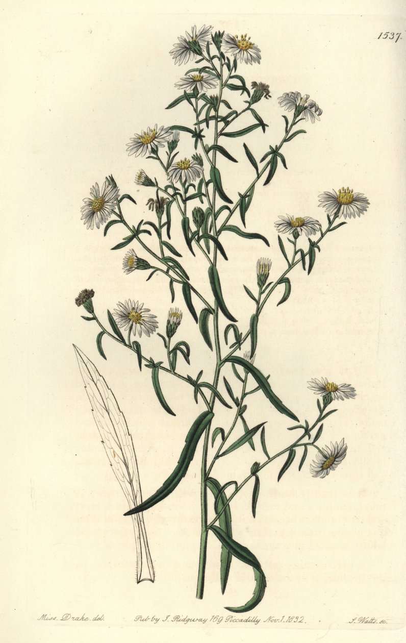 脆皮菊，Aster fragilis。S. Watts根据Sydenham Edwards的《植物志》中Sarah Drake小姐的插图进行的手绘铜版画，伦敦Ridgeway。 作者 西德纳姆·泰斯特·爱德华兹