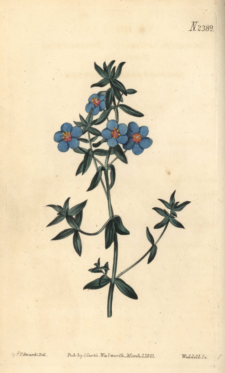 阔叶菲林，Anagallis latifolia。Weddell根据Sydenham Edwards的植物插图进行的手绘铜版画，出自William Curtis的植物杂志，Samuel Curtis，伦敦 作者 西德纳姆·泰斯特·爱德华兹