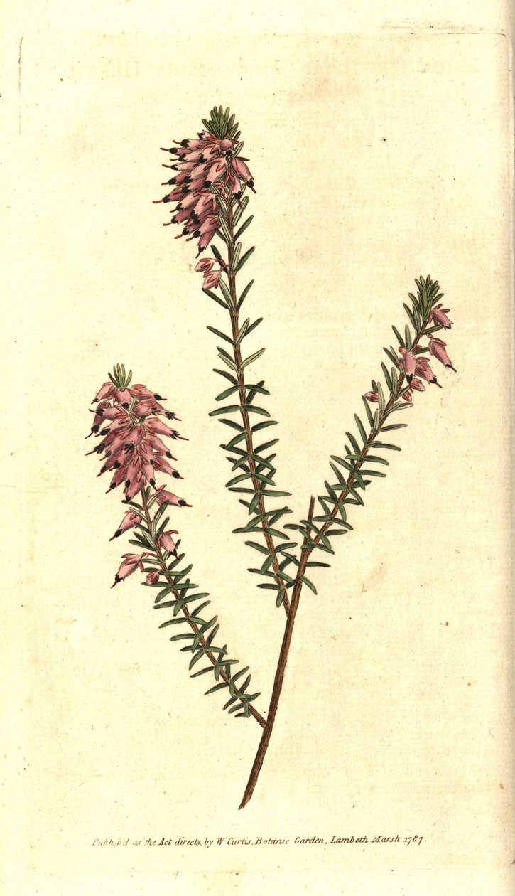 Bruyere carnee, Bruyere colour of flesh, Bruyere of the snow or Bruyere of the Alps - Herbaceous heath, Erica herbacea.根据Sydenham Edwards的植物学插图进行的手绘铜版画，出自William Curtis的《植物学杂志》，Lambet。 作者 西德纳姆·泰斯特·爱德华兹