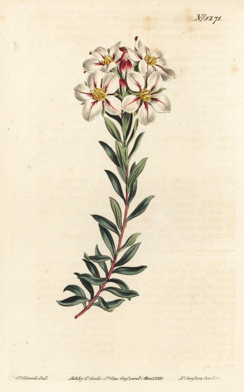 Buchu, Adenandra villosa (Umbel-flowered diosma, Diosma speciosa) - F. Sansom Jr.根据Sydenham Edwards的插图进行的手绘铜版画，出自William Curtis的植物杂志，T. Curtis, 伦敦 作者 西德纳姆·泰斯特·爱德华兹