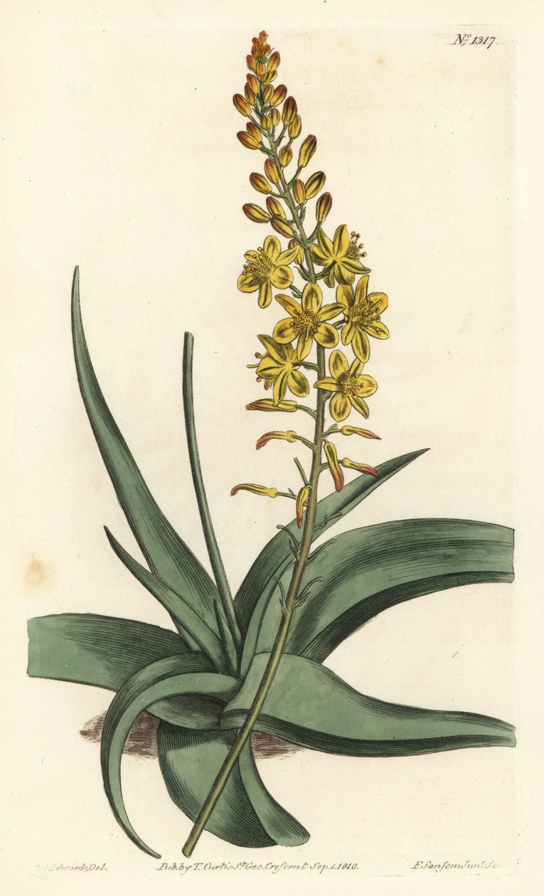 Bulbine variete - Bulbine alooides（Aloe-leaved anthericum，Anthericum alooides）。F. Sansom Jr.根据Sydenham Edwards的插图进行的手绘铜版画，出自William Curtis的植物学杂志，T. Curtis，伦敦 作者 西德纳姆·泰斯特·爱德华兹