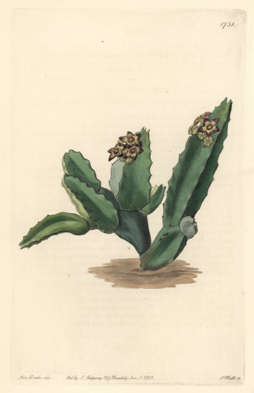 仙人掌Caralluma，原产于西西里岛--S. Watts根据Sarah Anne Drake（1803-1857）的插图创作的强水，来自《植物志》。 作者 西德纳姆·泰斯特·爱德华兹