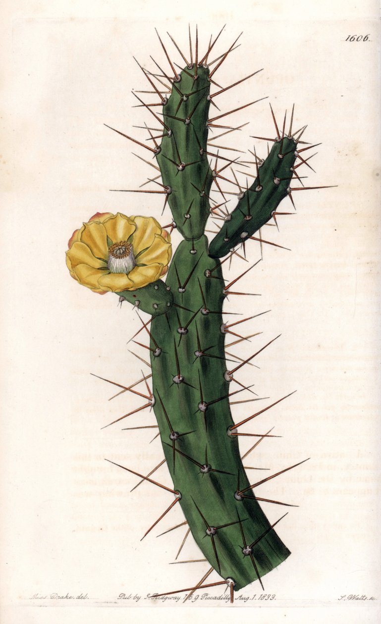 仙人掌，刺无花果树的变种--S.Watts雕刻的图版，来自Sarah Anne Drake（1803-1857）的插图，出自英国Sydenham Edwards（1768-1819）的植物学登记。 作者 西德纳姆·泰斯特·爱德华兹