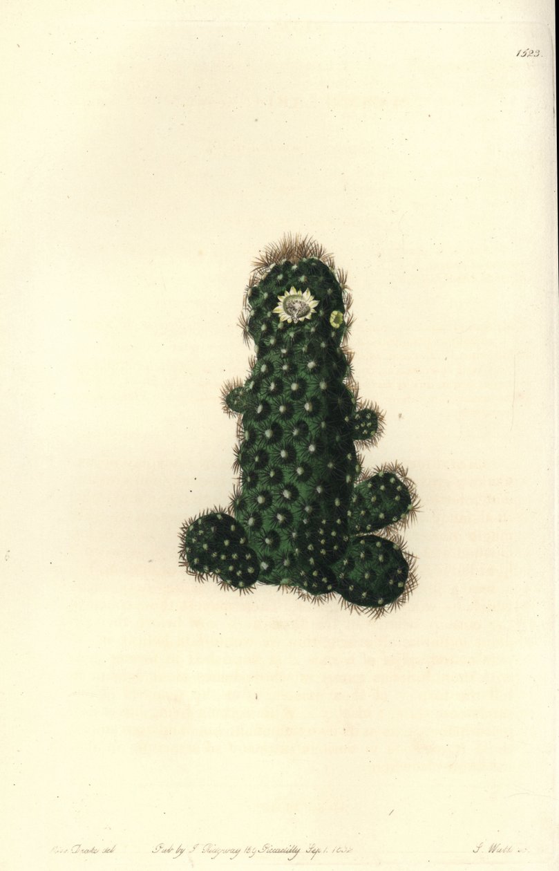 仙人掌（Taper mammillaria，Mammillaria tenuis）。 S. Watts 手绘铜版画，由来自伦敦里奇韦 Sydenham Edwards