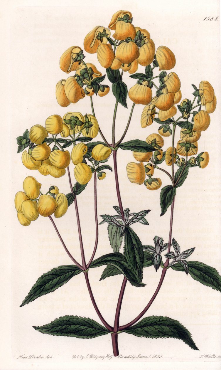 Calceolaire rugosa--由S.Watts雕刻的图版，基于Sarah Anne Drake（1803-1857）的插图，来自英国Sydenham Edwards（1768-1819）的植物学登记册。 作者 西德纳姆·泰斯特·爱德华兹