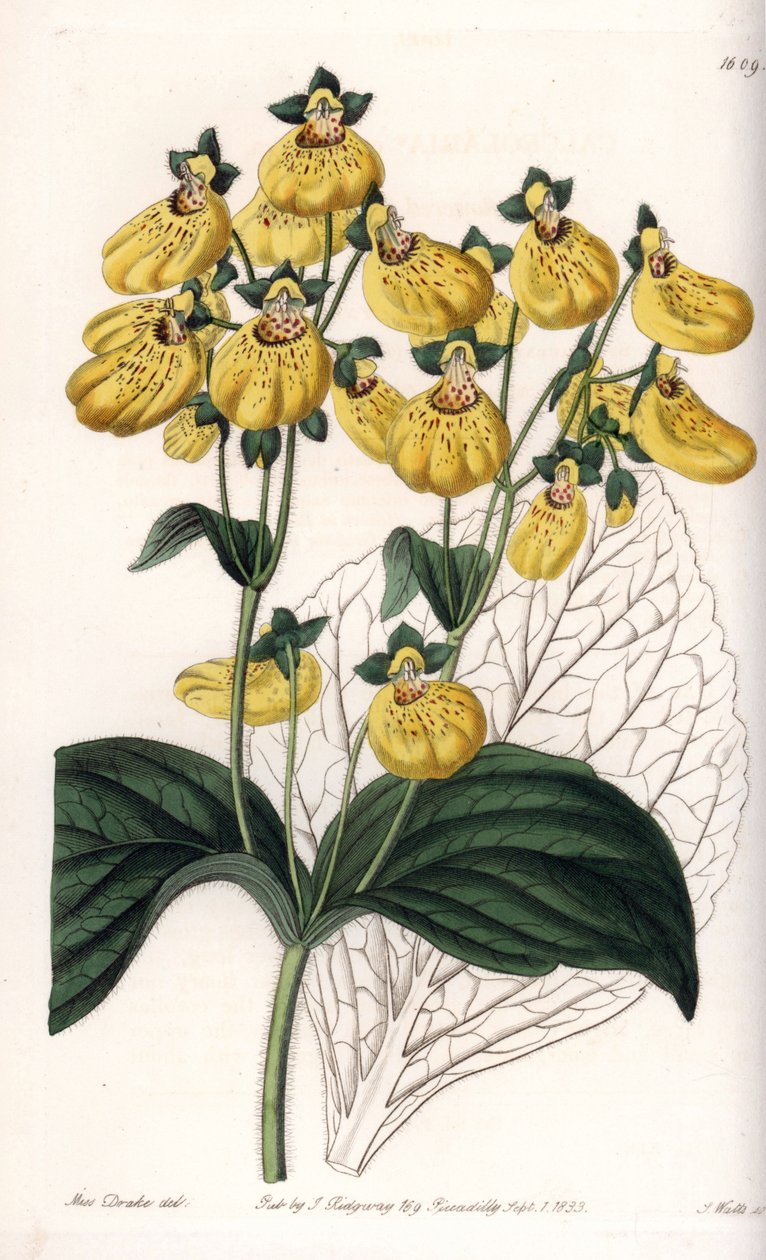 Calceolary 或小拖鞋，带有黄色花朵 - S.Watts 的雕刻板，来自 Sarah Anne Drake (1803-1857) 的插图，来自英国 Sydenham Edwards (1768-1819) 的植物登记册 作者 西德纳姆·泰斯特·爱德华兹