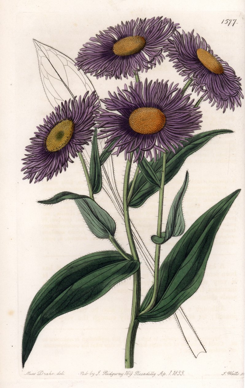 California Erigeron - S.Watts雕刻的图版，来自Sarah Anne Drake（1803-1857）的插图，出自英国Sydenham Edwards（1768-1819）的植物学登记册。 作者 西德纳姆·泰斯特·爱德华兹