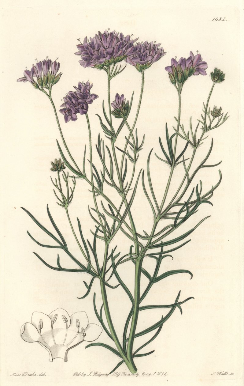 California Gilia - S. Watts Strong Water 来自植物登记册的莎拉·安妮·德雷克 (1803-1857) 的插图 作者 西德纳姆·泰斯特·爱德华兹