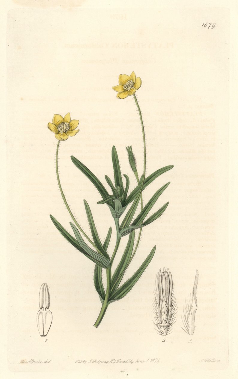 加利福尼亚桔梗--S. Watts Strong Water，来自Sarah Anne Drake（1803-1857）的插图，来自《植物志》。 作者 西德纳姆·泰斯特·爱德华兹