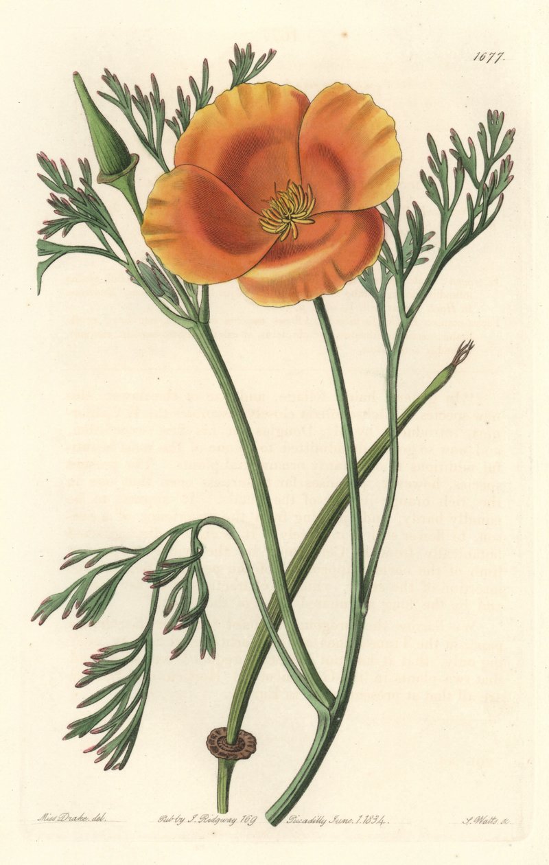 加州罂粟或美国罂粟--S. Watts strong water，来自Sarah Anne Drake（1803-1857）的插图，出自《植物志》。 作者 西德纳姆·泰斯特·爱德华兹