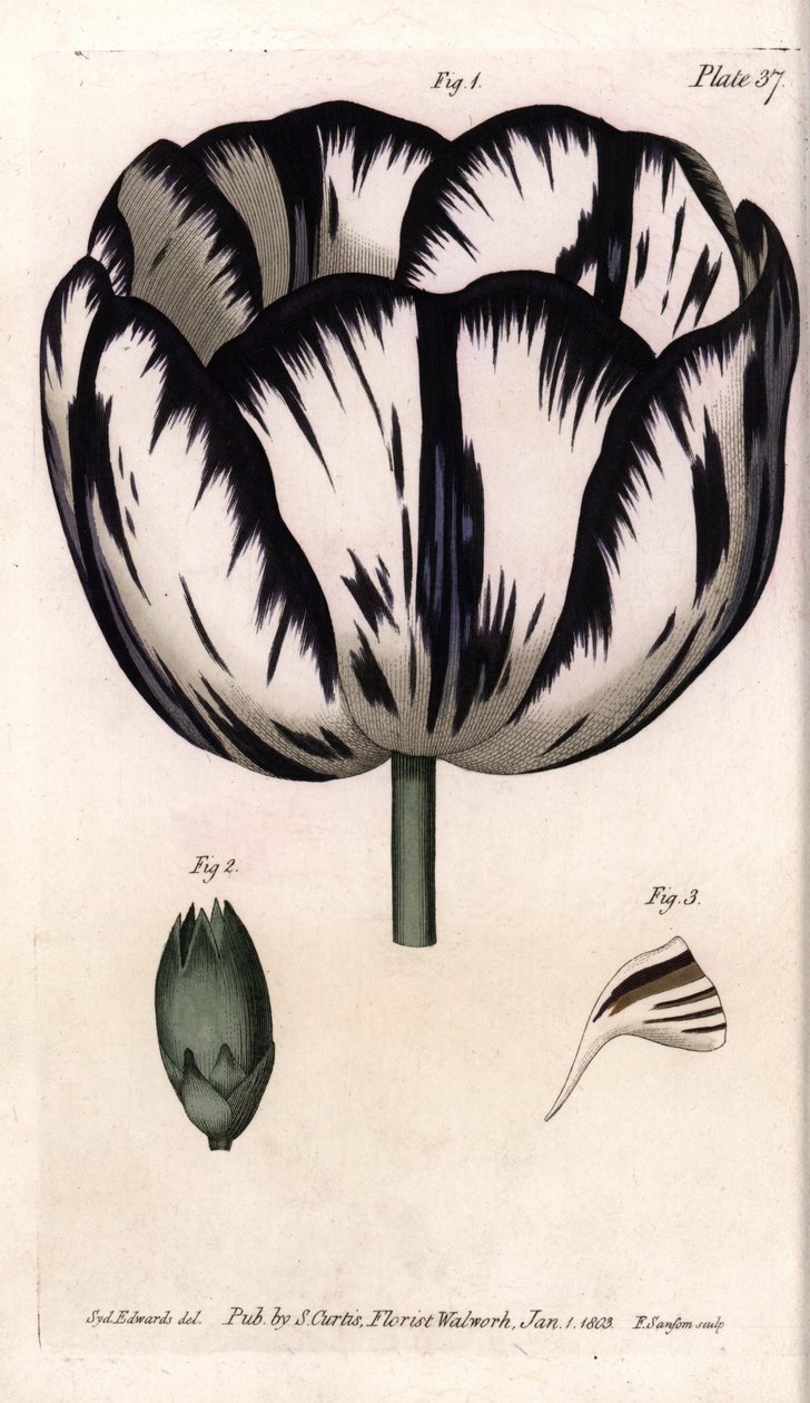 郁金香和康乃馨Giroflee或康乃馨花商的Calisse。彩色铜版画，由Sydenham Edwards（1768-1819）为兰贝斯植物园（英国）的植物学会议绘制的插图。 作者 西德纳姆·泰斯特·爱德华兹