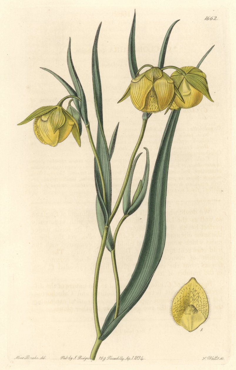 Calochorte（mariposa）或cyclobothre，开黄花，原产于加利福尼亚--S. Watts strong water，来自Sarah Anne Drake（1803-1857）的插图，出自《植物志》。 作者 西德纳姆·泰斯特·爱德华兹