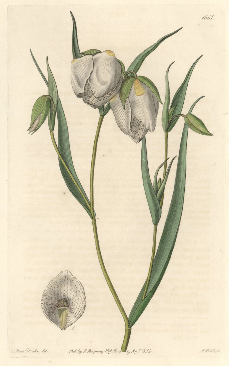 Calochorte（Mariposa）或白花环状花，原产于加利福尼亚--S. Watts强水，来自Sarah Anne Drake（1803-1857）的插图，出自《植物志》。 作者 西德纳姆·泰斯特·爱德华兹