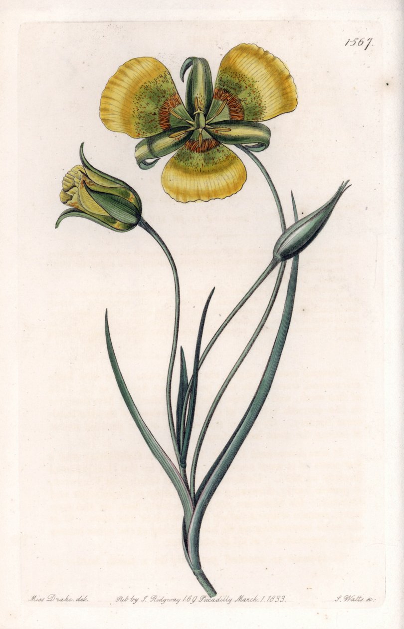 Calochortus有大的黄色花朵--S.Watts的刻板，来自Sarah Anne Drake（1803-1857）的插图，出自英国Sydenham Edwards（1768-1819）的植物学记录。 作者 西德纳姆·泰斯特·爱德华兹