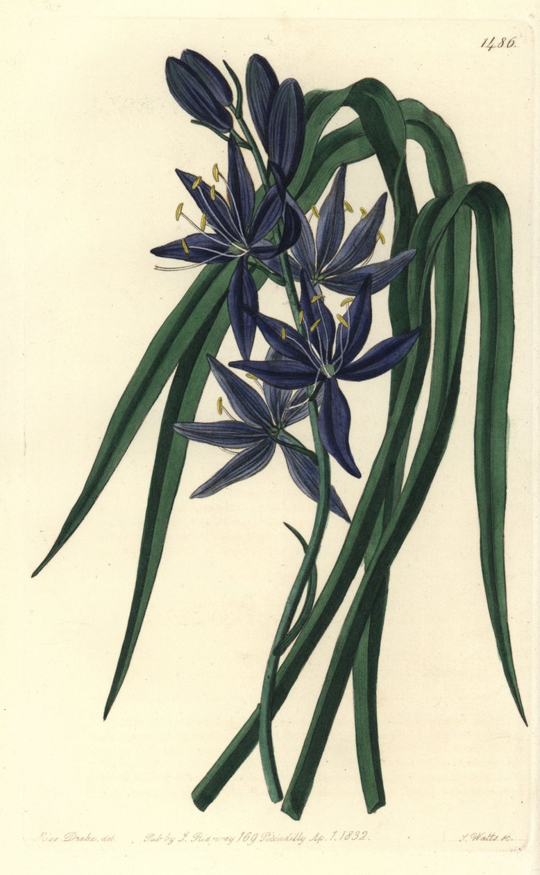 Camassie - Camash，Camassia quamash（可食用的quamash，Camassia esculenta）。S. Watts根据莎拉-德雷克的插图进行的手绘铜版画，出自伦敦Ridgeway的Sydenham Edwards《植物志》。 作者 西德纳姆·泰斯特·爱德华兹