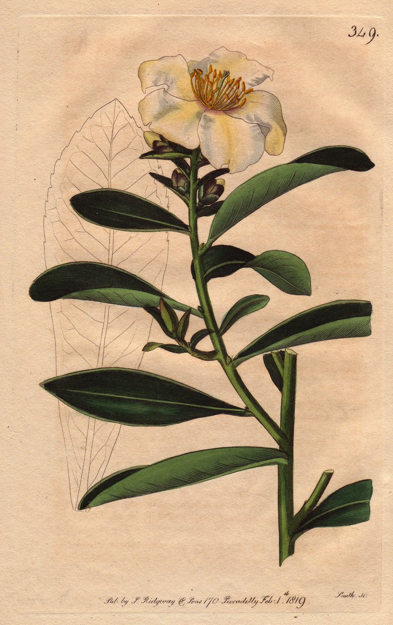 山茶花(Camelias) 槟城，是一种白色的花，花色偏黄。山茶花 axillaris。手绘铜版画，来自威廉-柯蒂斯的《植物学杂志》1790-1800年的植物学插图，作者是Sydenham Edwards。 作者 西德纳姆·泰斯特·爱德华兹