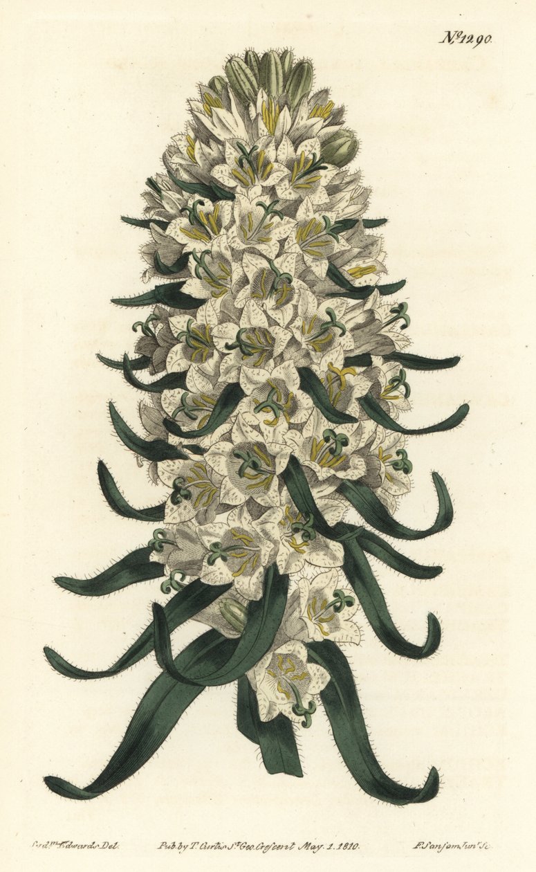 金钟花有美丽的花朵--比利牛斯山钟花，Campanula speciosa（长刺钟花，Campanula thyrsoidea）。F. Sansom Jr.的手绘铜版画，根据William Curtis《植物学杂志》中Sydenham Edwards的插图绘制。 作者 西德纳姆·泰斯特·爱德华兹