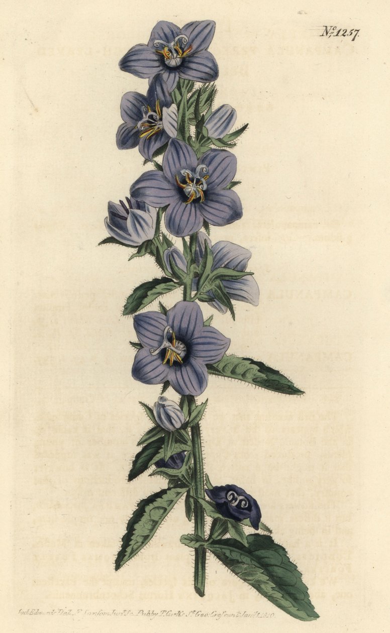 Campanule - 粗叶风铃草，Campanula peregrina。F. Sansom Jr.根据Sydenham Edwards的插图进行的手绘铜版画，出自William Curtis的植物学杂志，T. Curtis，伦敦 作者 西德纳姆·泰斯特·爱德华兹