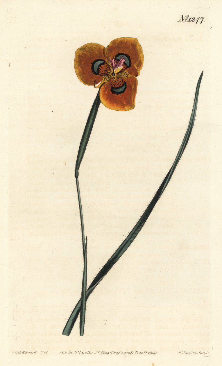 郁金香角--橙色的moraea，Moraea tulbaghensis（Moraea pavonia）。F. Sansom Jr.根据Sydenham Edwards的插图进行的手绘铜版画，出自William Curtis的植物学杂志，T. Curtis，伦敦 作者 西德纳姆·泰斯特·爱德华兹