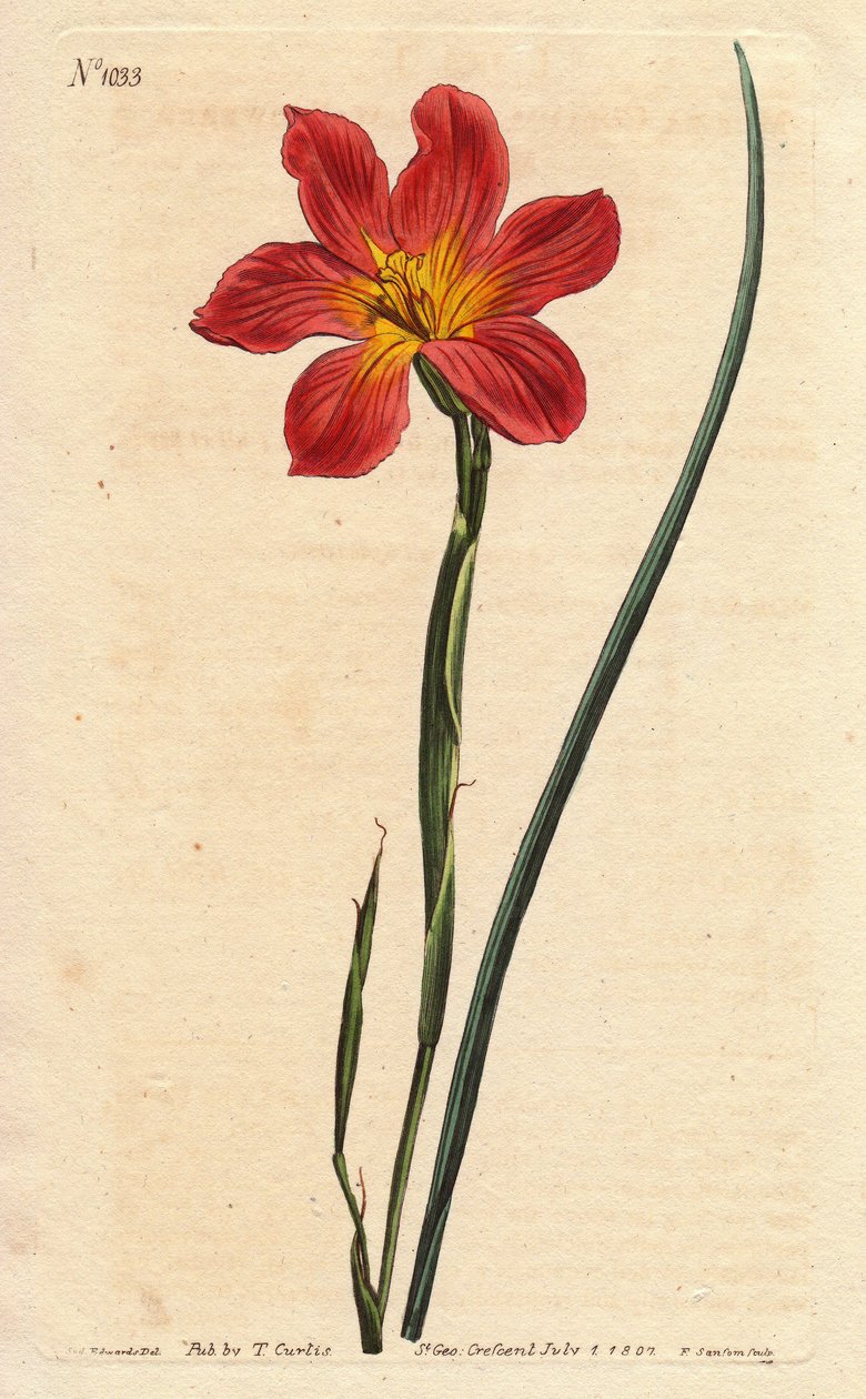 海角郁金香，moraea 有开花的稻草和粉红色的鲑鱼。 稻草色等花莫拉、鲑鱼粉和黄色郁金香。 Homeria collina (Moraea collina)。 来自 Will 的 Sydenham Edwards 的植物插图手绘铜版画 作者 西德纳姆·泰斯特·爱德华兹